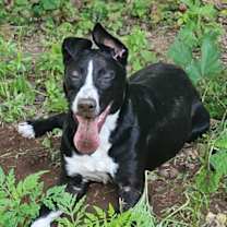 Thumbnail photo of Arley #1