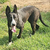 Thumbnail photo of Arley #2