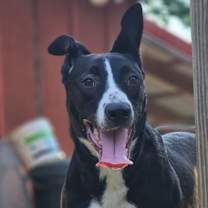 Thumbnail photo of Arley #3