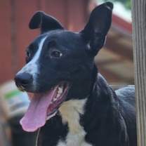 Thumbnail photo of Arley #4