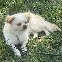 Thumbnail photo of Beethoven #3