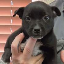 Thumbnail photo of Storm #1