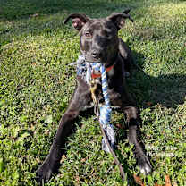 Thumbnail photo of Smokey Donut #3