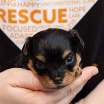 Thumbnail photo of Sybil  #1