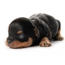 Thumbnail photo of Sybil  #2