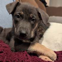 Thumbnail photo of Jingle #1