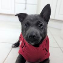 Thumbnail photo of Tinsel #1