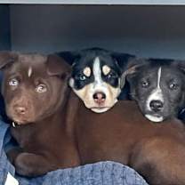 Thumbnail photo of Ebenezer #2