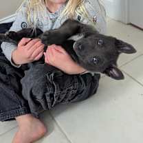 Thumbnail photo of Tinsel #2