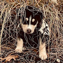 Thumbnail photo of Ebenezer #3