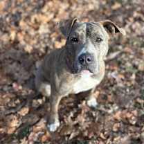 Thumbnail photo of Brown Sugar  #1