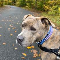 Thumbnail photo of Brown Sugar  #4