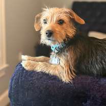 Thumbnail photo of Toto #2