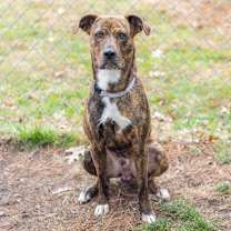 Thumbnail photo of Blaze #1