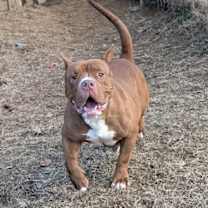 Thumbnail photo of GOOBER #4