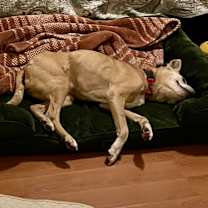 Thumbnail photo of Bam Bam #3