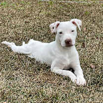 Thumbnail photo of Viper #1