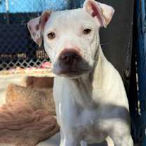 Thumbnail photo of Viper #2