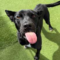 Thumbnail photo of Constantine 3470 #1