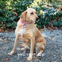 Thumbnail photo of Rosa #1