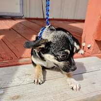 Thumbnail photo of MERCEDES #2