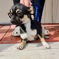 Thumbnail photo of MERCEDES #3