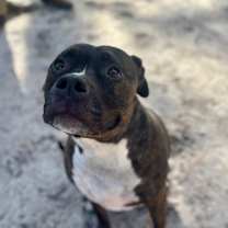 Thumbnail photo of Keda #1