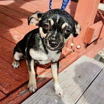 Thumbnail photo of MERCEDES #4