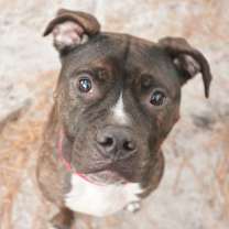 Thumbnail photo of Keda #2