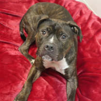 Thumbnail photo of Keda #3