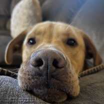 Thumbnail photo of Petunia #2