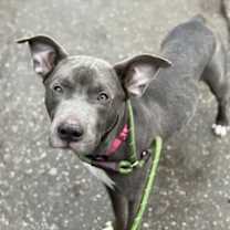 Thumbnail photo of Grayson #2