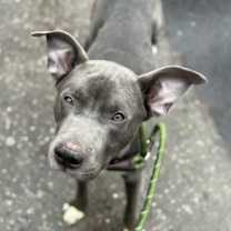 Thumbnail photo of Grayson #3