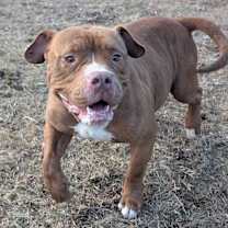 Thumbnail photo of GOOBER #3