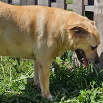 Thumbnail photo of Jenny #1