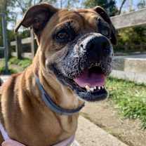 Thumbnail photo of Bama #1