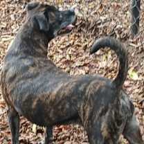 Thumbnail photo of Kako #2