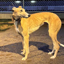 Thumbnail photo of Triumph #2