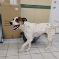 Thumbnail photo of WOBBLES #2