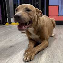 Thumbnail photo of NOVA #2