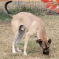 Thumbnail photo of Magnum #1