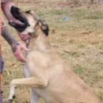 Thumbnail photo of Magnum #3