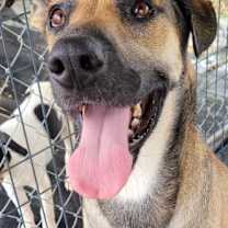 Thumbnail photo of Magnum #4