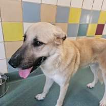 Thumbnail photo of Bobby Boucher #1