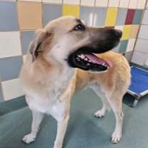 Thumbnail photo of Bobby Boucher #2