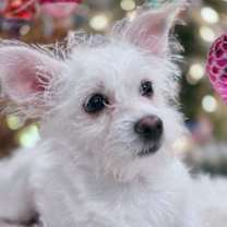 Thumbnail photo of Ophelia #3