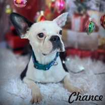Thumbnail photo of Chance #1