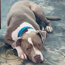 Thumbnail photo of Atari Oliver #2