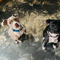 Thumbnail photo of Atari Oliver #4