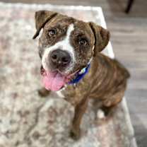 Thumbnail photo of Ann Marie Wiggle Butt Wonderful #1